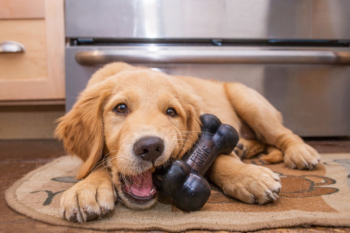 A Golden Retriever puppy chewing on a black bone toy inside a home.